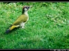 Oiseaux de mon jardin à Sundhoffen