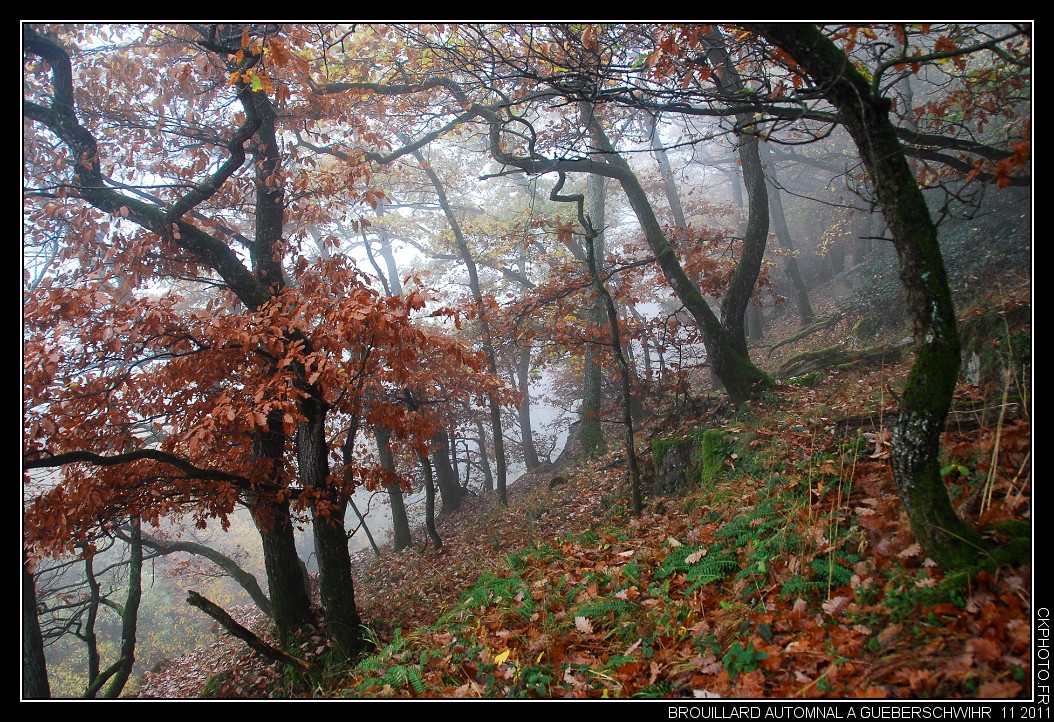 Brouillard automnal en forêt de Gueberschwihr.