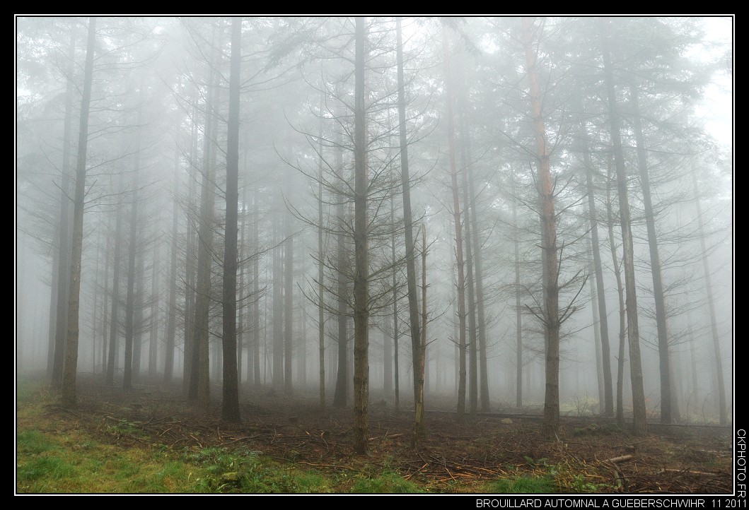 Brouillard automnal en forêt de Gueberschwihr.