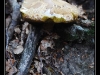 Balade aux champignons dans les Abruzzes