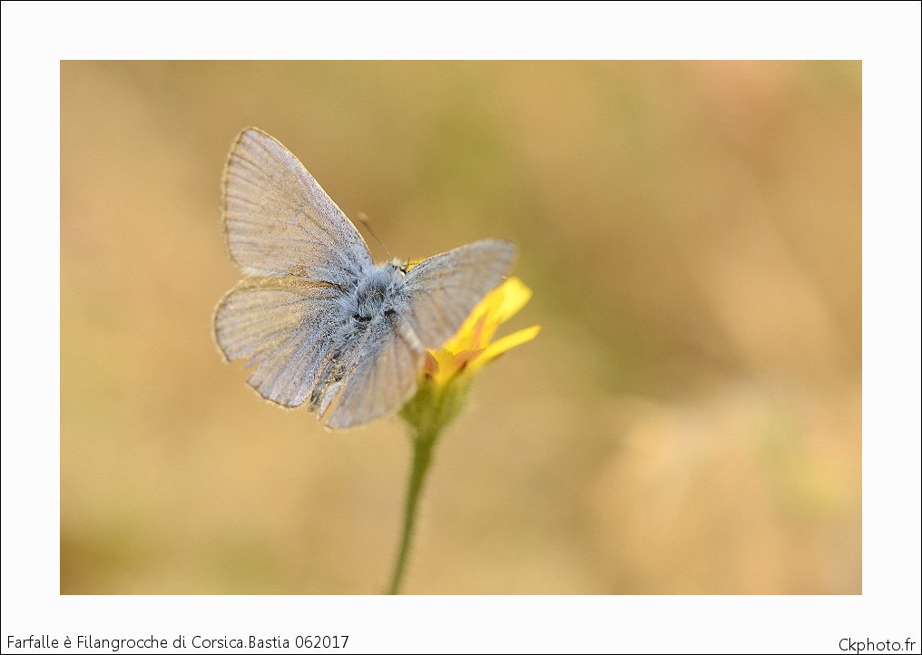 Farfalle è filangrocche di Corsica