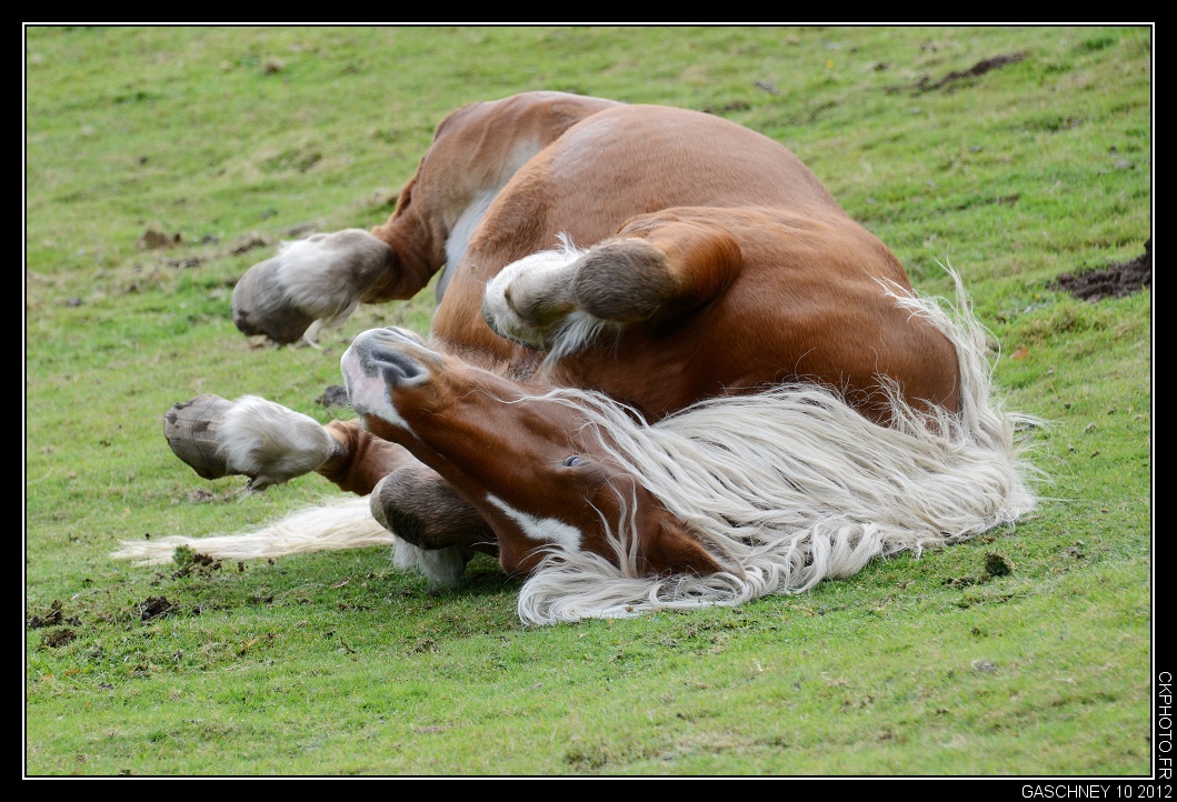 Massage dorsal du cheval.
