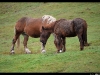 Massage dorsal du cheval.