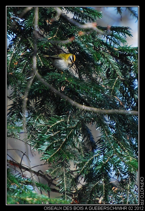 Oiseaux des Bois à Gueberschwihr 02 2012